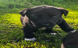 Borador dogs for sale: Collie X Labrador Puppies  - Image 2
