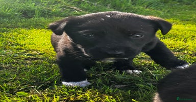 Borador dogs - Advert 6