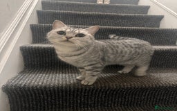British Shorthair cats for sale: Grey stripe Female British Shorthair  - Image 3