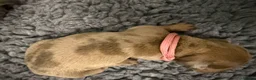 Dachshund dogs for sale: Dachshund in London - Advert 10