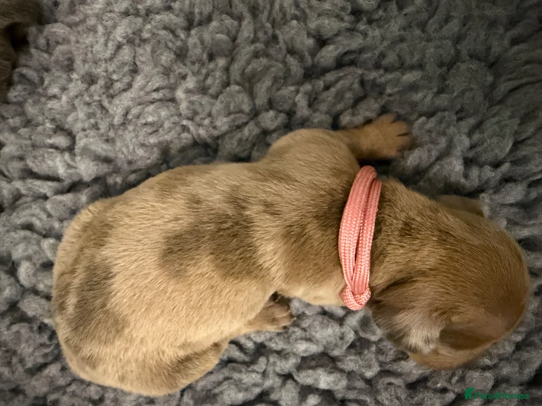 Dachshund dogs for sale: Dachshund - Advert 27