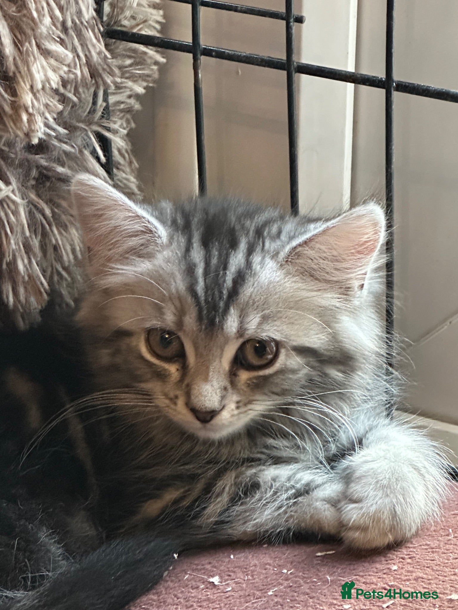 Mixed Breed cats Stunning kittens ready now (rare colours) - Advert 2