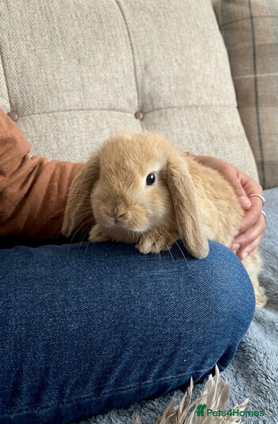 Mini Lop rabbits for sale: Mini lops - Advert 2