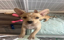 Mixed Breed dogs for sale: Gorgeous unique frenchiexchihuhua puppies  - Image 7