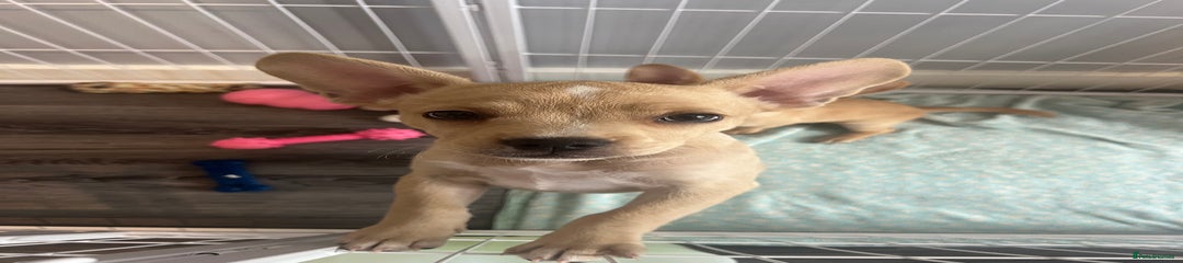 female puppy 
