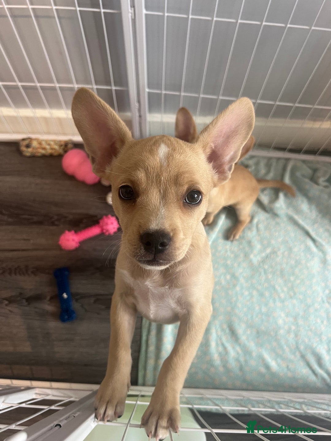 Mixed Breed dogs for sale: Gorgeous unique frenchiexchihuhua puppies  - Image 7