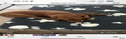 Labrador Retriever dogs for sale: Darkest mahogany fox red labrador puppies for sale - Advert 15