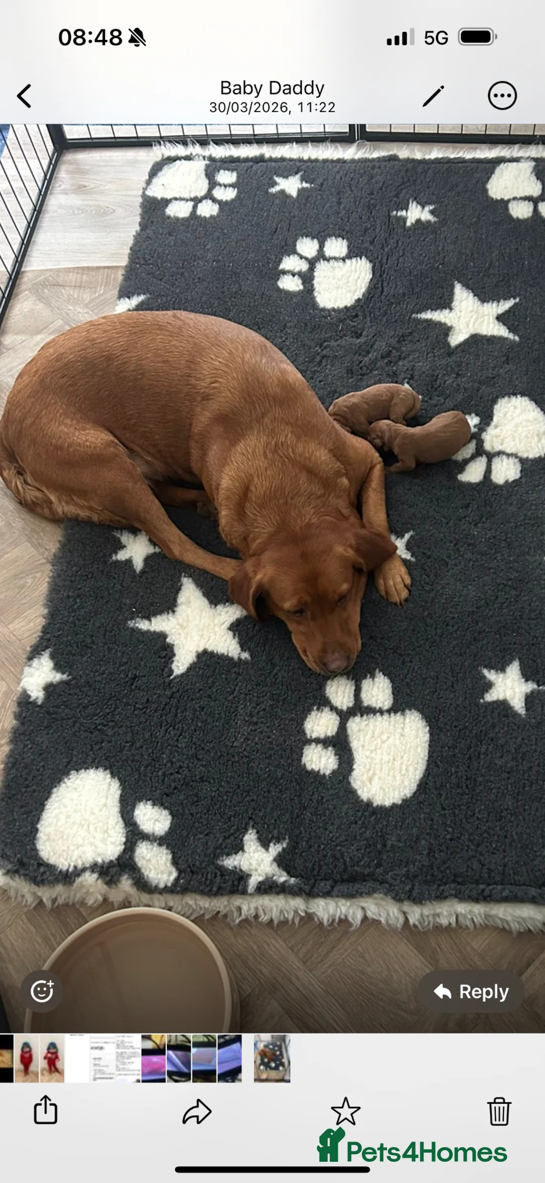 Labrador Retriever dogs for sale: Darkest mahogany fox red labrador puppies for sale - Advert 15