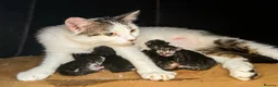 Mixed Breed cats for sale: Beautiful tabby and white kittens - Advert 2