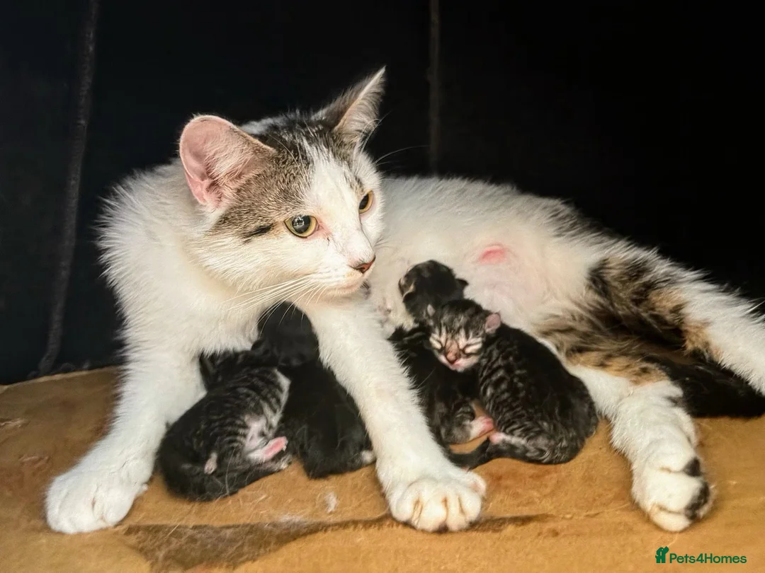 Mixed Breed cats for sale: Beautiful tabby and white kittens - Advert 2