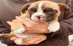 French Bulldog dogs for sale: Pedigree home bred French Bulldogs, Kc registered - Image 4