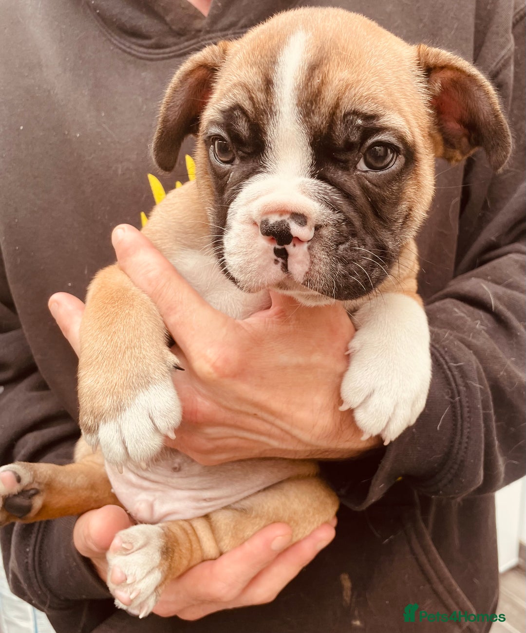 French Bulldog dogs for sale: Pedigree home bred French Bulldogs, Kc registered - Image 4