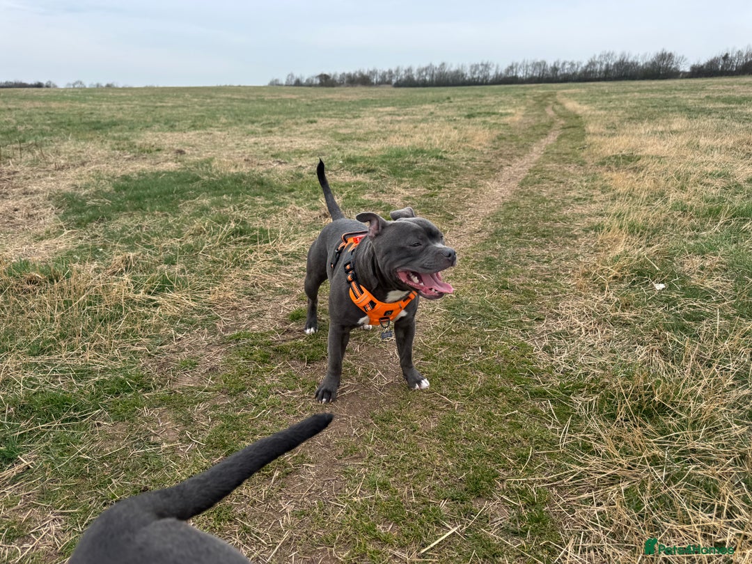 Staffordshire Bull Terrier dogs for stud: Blue Staff KC registered  “Koba” stud  in Swadlincote - Advert 4