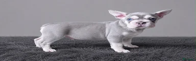 French Bulldog 5 rehomed 