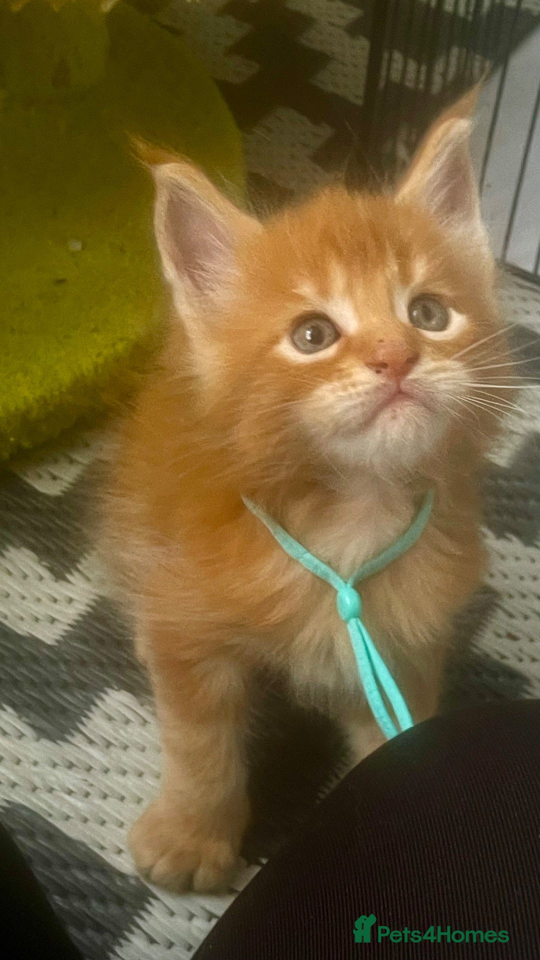 Maine Coon cats Four Little Hearts Looking for Their Forever Homes - Advert 2