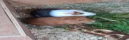 Guinea Pig rodents for sale: Beautiful Baby guinea pigs for sale  - Advert 1