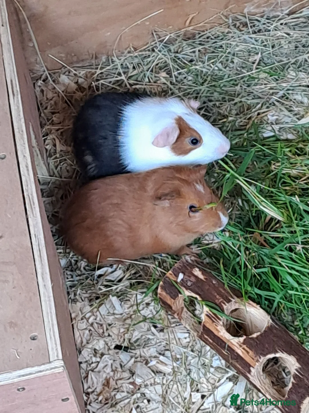Guinea Pig rodents for sale: Beautiful Baby guinea pigs for sale  - Advert 1