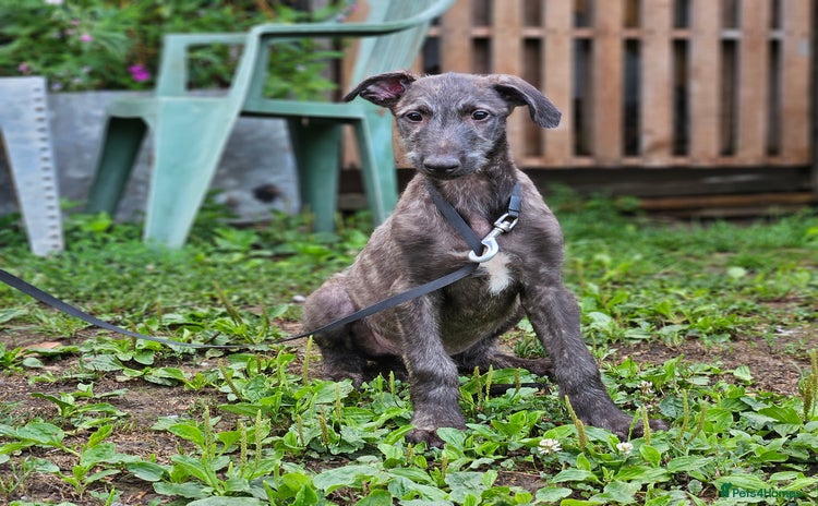 Deerhound dogs - Advert 13