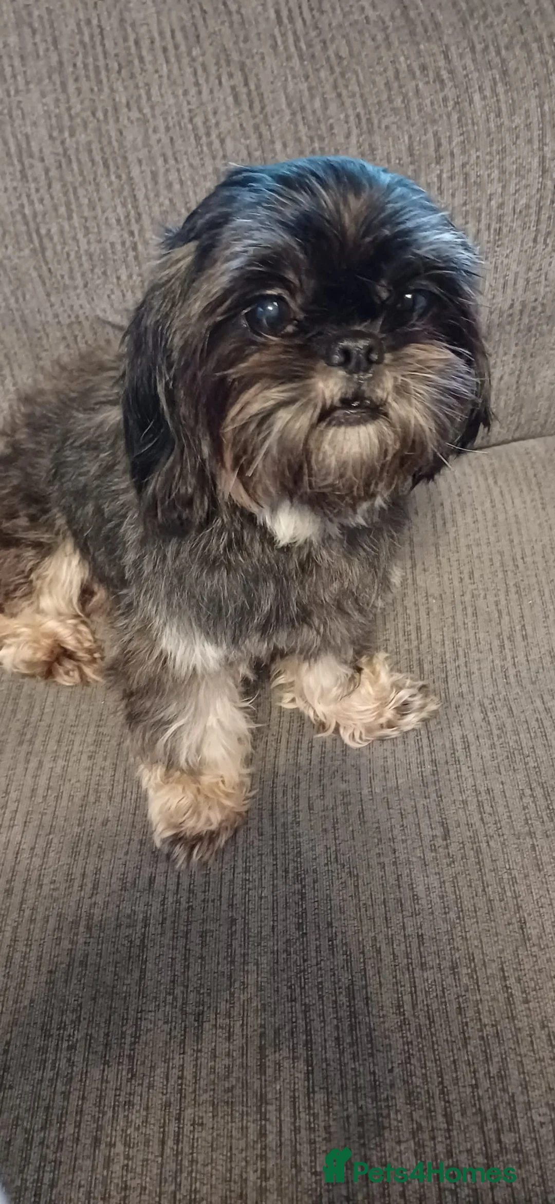 Shih Tzu dogs for sale: KC Reg Full imperial Shih tzu. - Advert 8