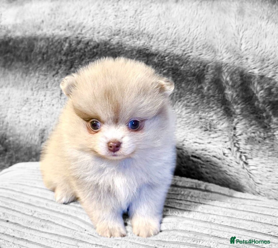 Pomeranian dogs for sale: Rare miniature Teddy face pomeranian puppies  - Image 2