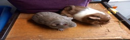 Guinea Pig rodents for sale: 2 baby guibea pigs for sale  - Advert 5