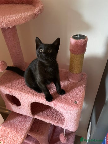 Domestic Shorthair cats - Advert 2