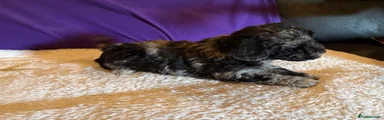 Toy Poodle black Merle girl 