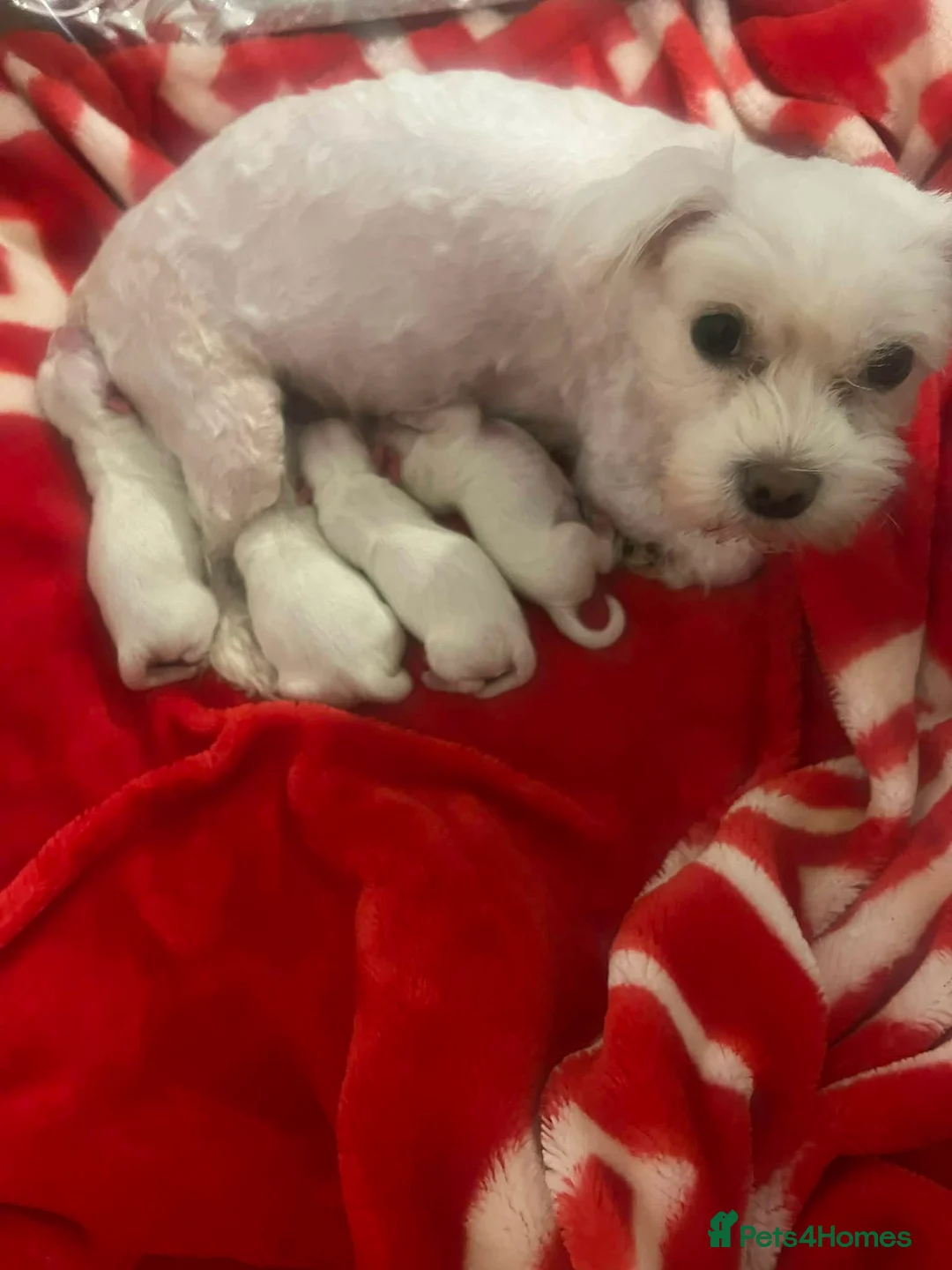 Bichon Frise dogs for sale: 4 little puppy looking for a new home🥰❤️ - Advert 5
