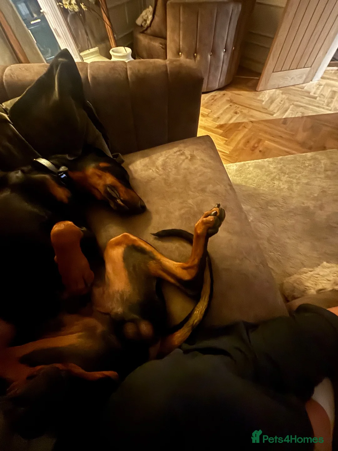 Dobermann dogs for sale: Duke 11MonthDoberman Looking for His Forever Home  in Wolverhampton - Advert 2