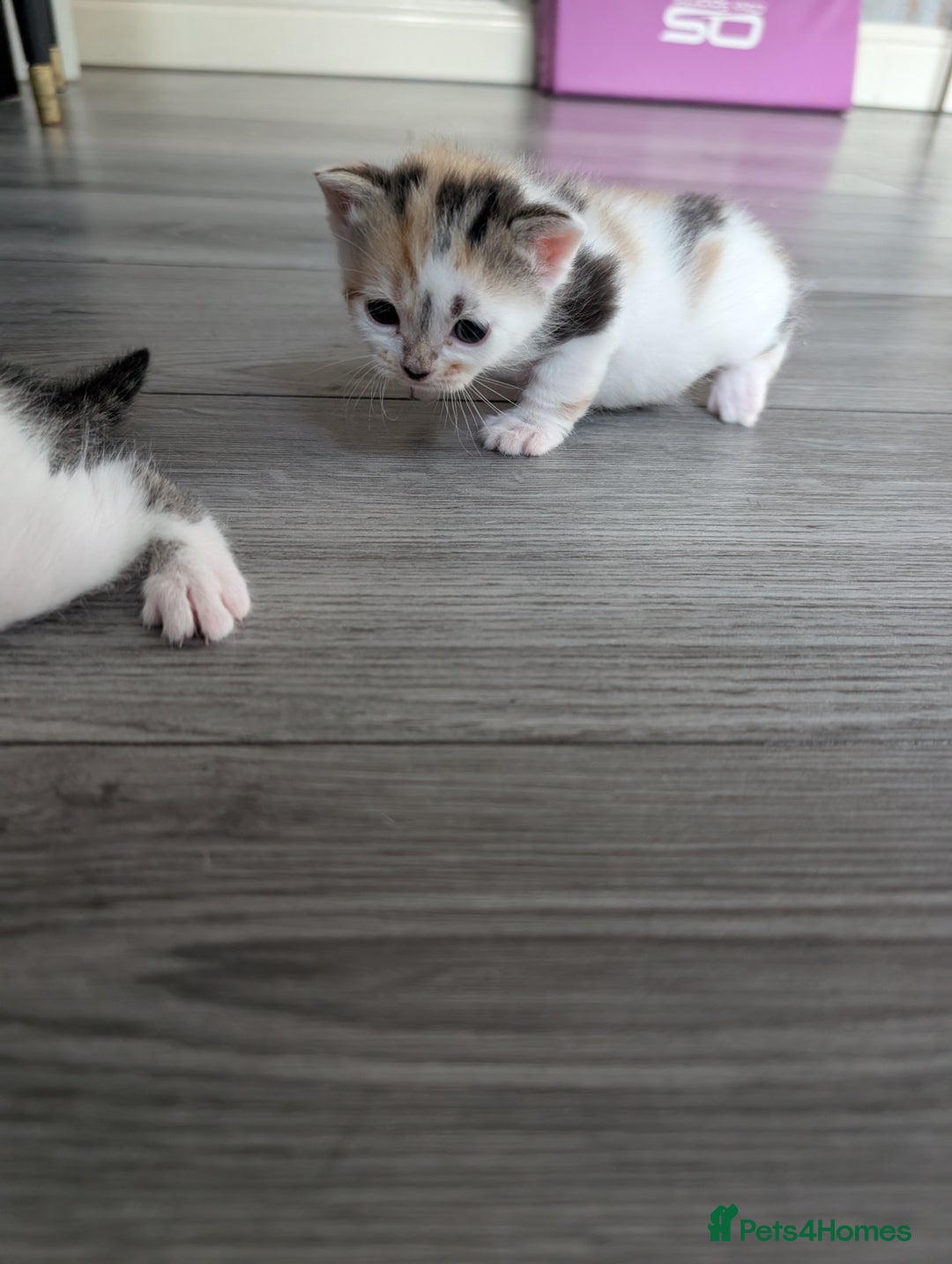 Siberian cats for sale: Georgeous Siberian (mix) kittens - Image 6