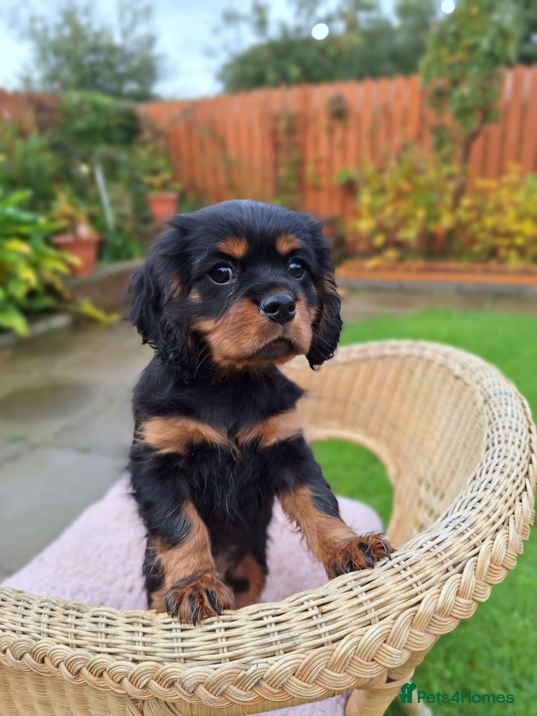 Cavalier King Charles Spaniel dogs for sale: Cavalier King Charles spaniel  - Image 8