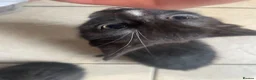 Mixed Breed cats for sale: Two beautiful female kittens in Torpoint - Advert 9