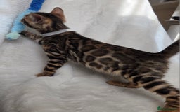 Bengal cats for sale: ✨ Bengal TICA Registered kittens Available ✨🐱 - Image 25
