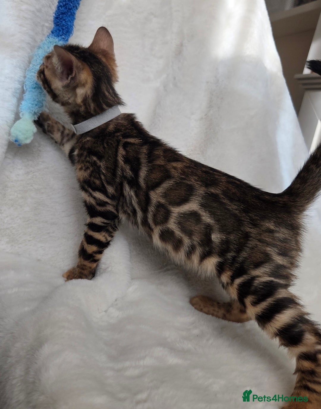 Bengal cats for sale: ✨ Bengal TICA Registered kittens Available ✨🐱 - Image 25