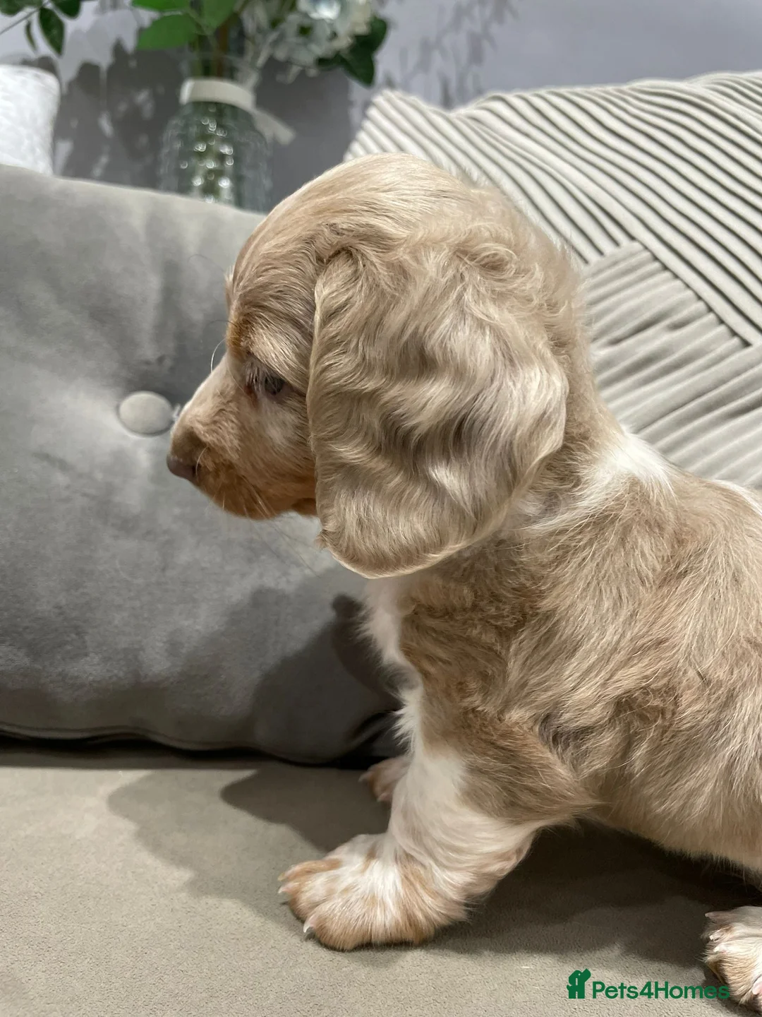 Miniature Dachshund dogs for sale: Isabella and tan piebald long hair   - Advert 8