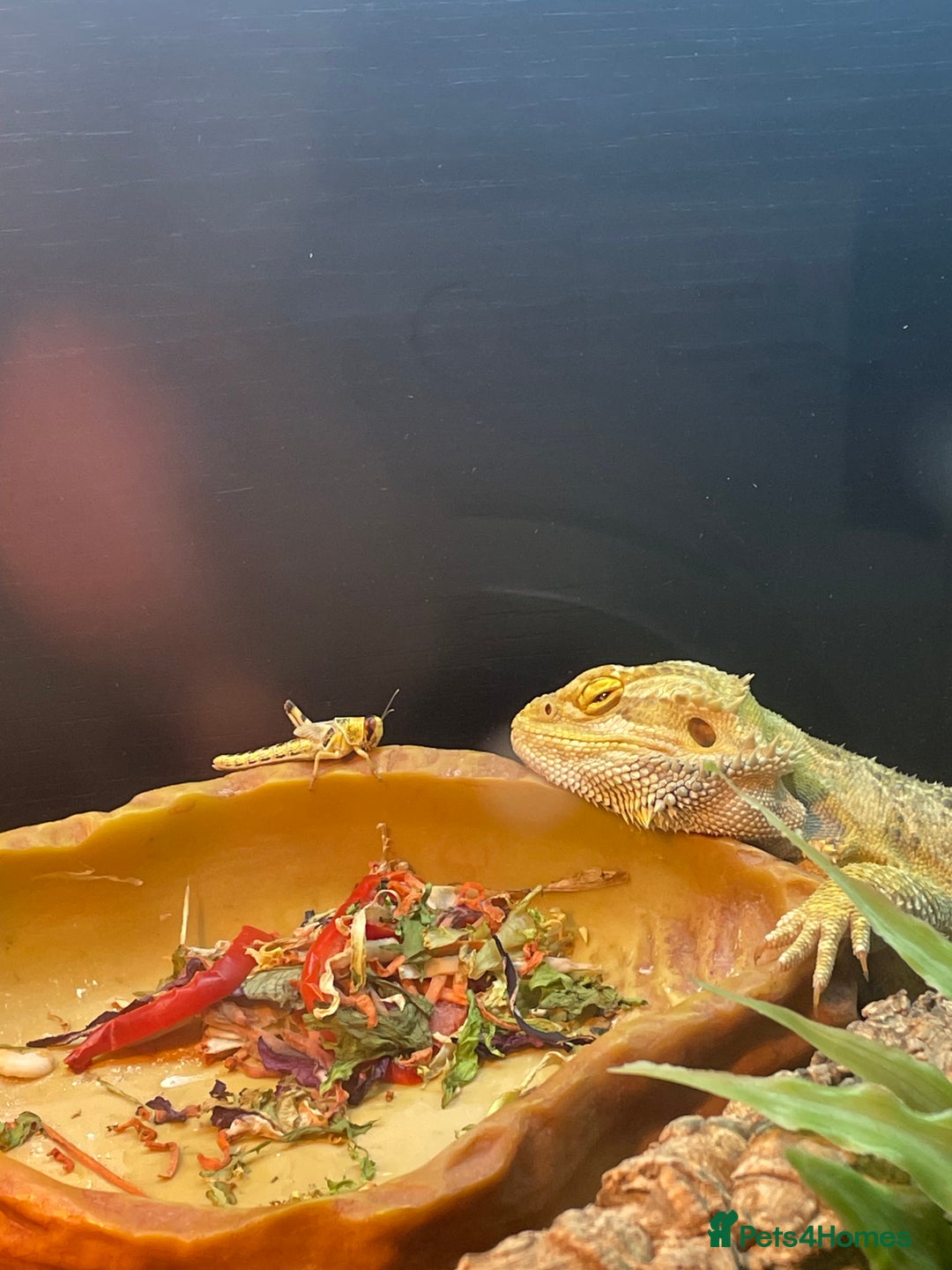 Bearded Dragon reptiles for sale: Bearded dragon - Advert 4