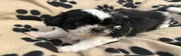 Shih Tzu dogs for sale: Beautiful Home reared Shih Tzu Puppies - Advert 8
