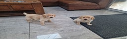 Labrador Retriever dogs for sale: Labrador very cute and playful puppies  - Advert 3