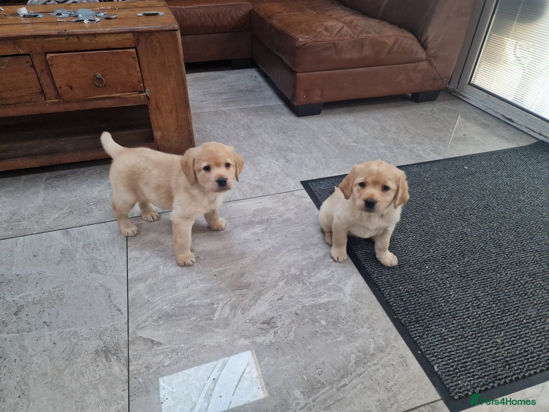 Labrador Retriever dogs for sale: Labrador very cute and playful puppies  - Advert 3