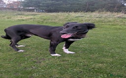 Mixed Breed dogs for sale: Pups for sale - Image 4