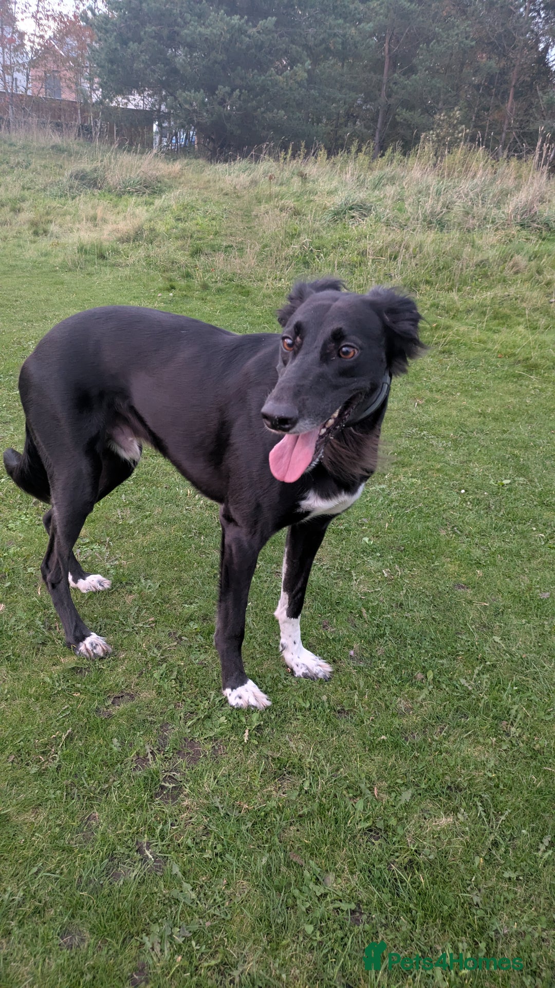 Mixed Breed dogs for sale: Pups for sale - Image 4