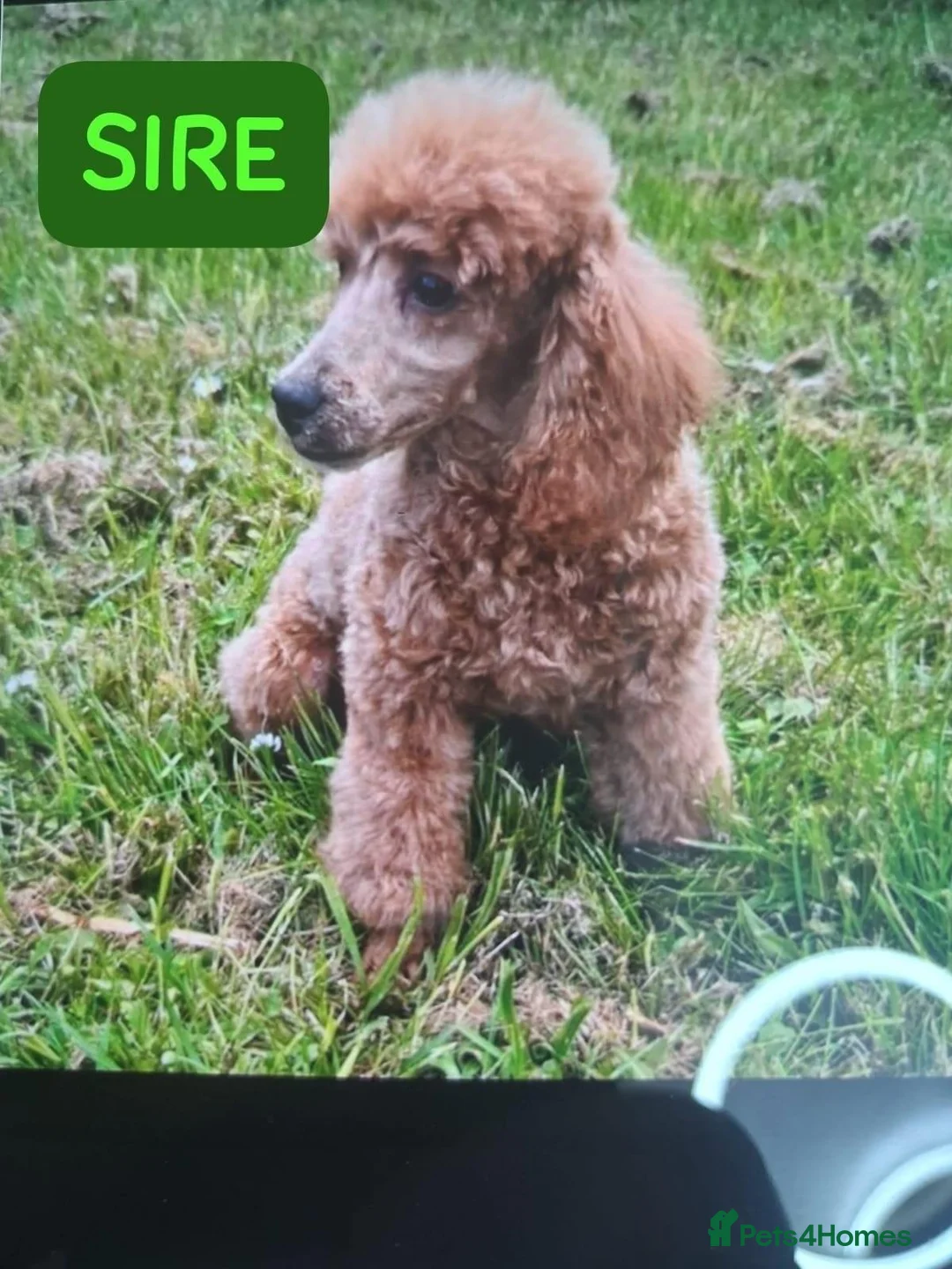 Cavapoo dogs for sale: CAVAPOO FRIENDLY PUPPY FOR SALE, READY TO LEAVE in Livingston - Advert 2