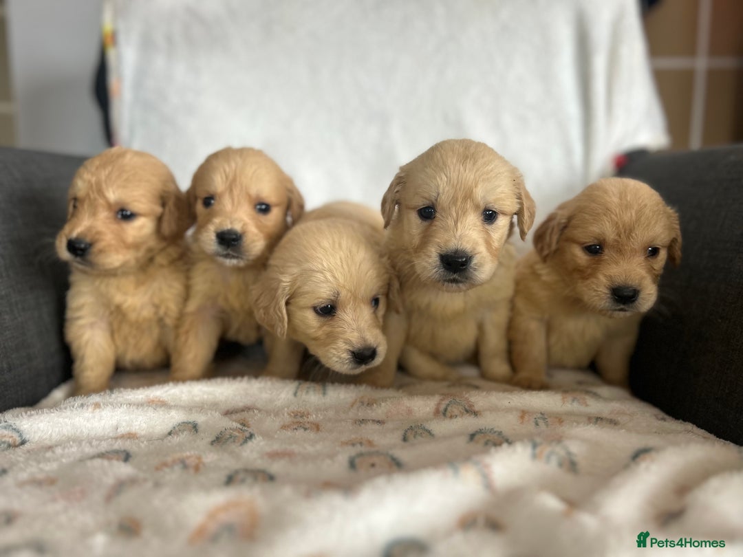 Golden Retriever dogs for sale: Beautiful golden retriever litter 🐶⭐️ - Image 12
