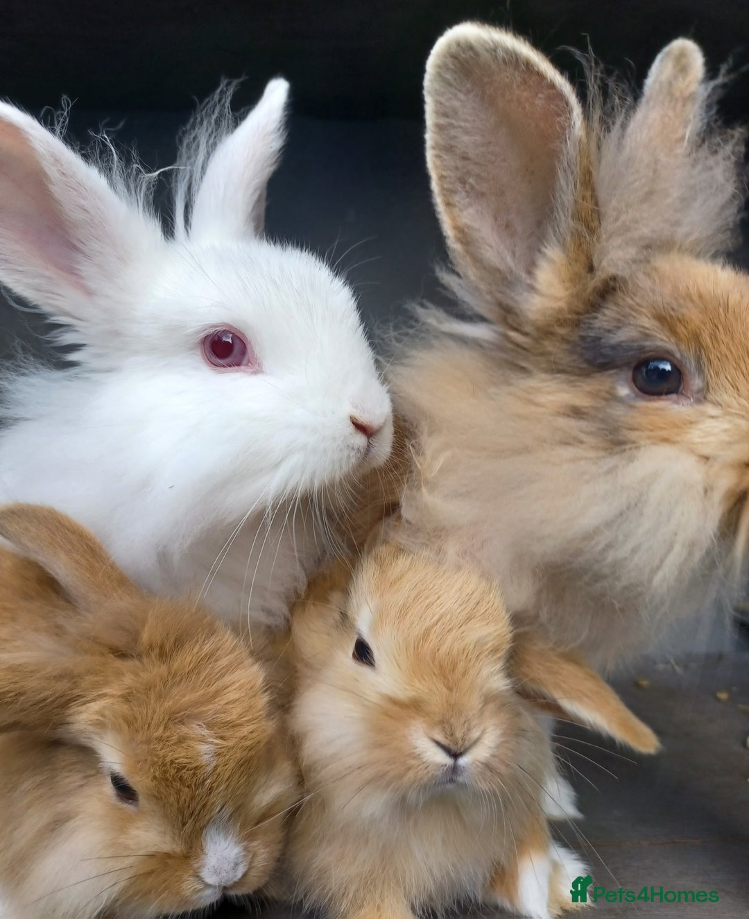 Mixed Breed rabbits for sale: Baby rabbits - Image 3