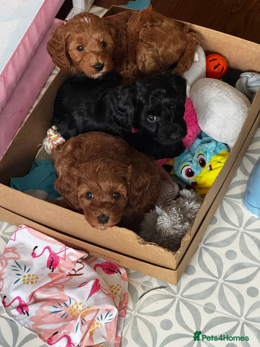 Cockapoo dogs for sale: RESERVED: Beautiful black Cockapoo boy - Advert 12