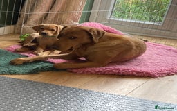 Labrador Retriever dogs for sale: REDUCED! FTCH sired KC fully health tested - Image 8