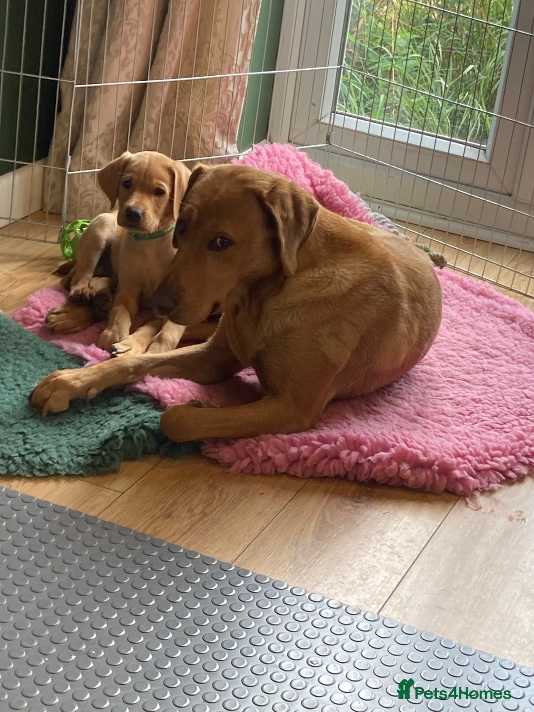Labrador Retriever dogs for sale: REDUCED! FTCH sired KC fully health tested - Image 8