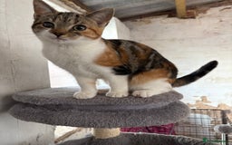 Mixed Breed cats for sale: 2 kittens Ready now! - Image 2