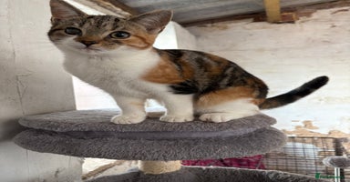 Mixed Breed cats - Advert 7