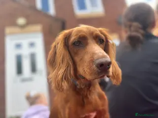 Cocker Spaniel dogs Juke - Advert 1